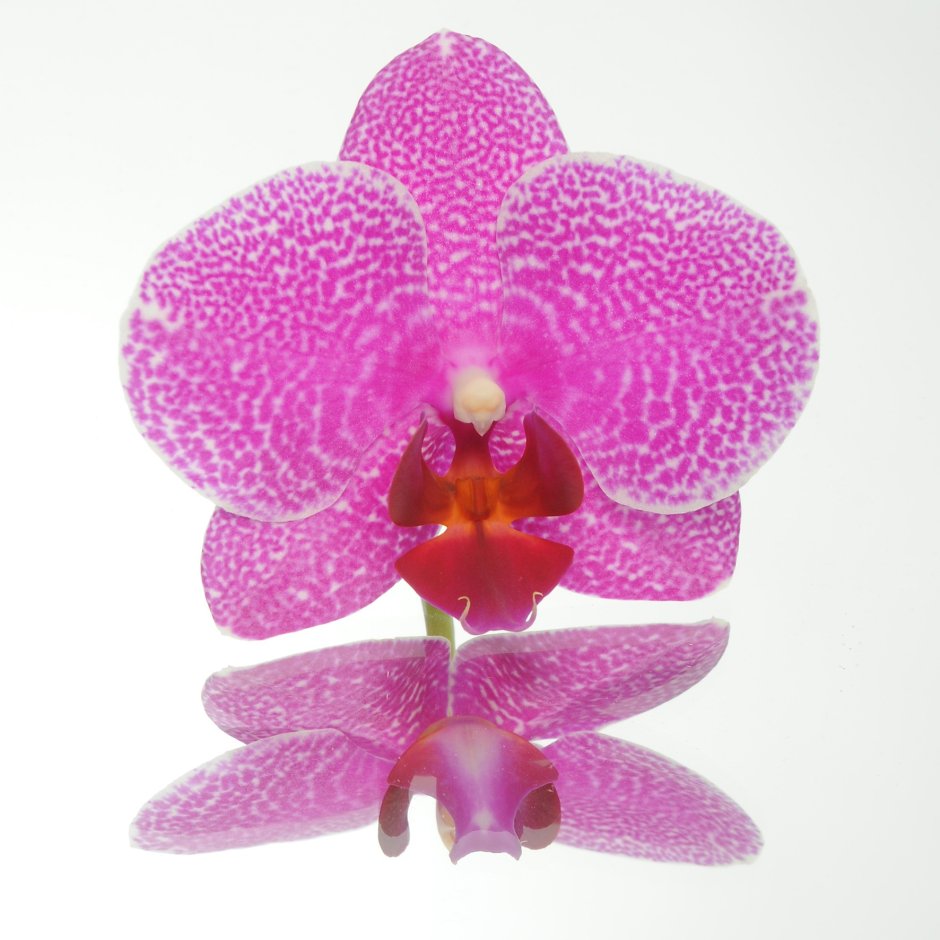 Орхидея фаленопсис Жемчужина императора