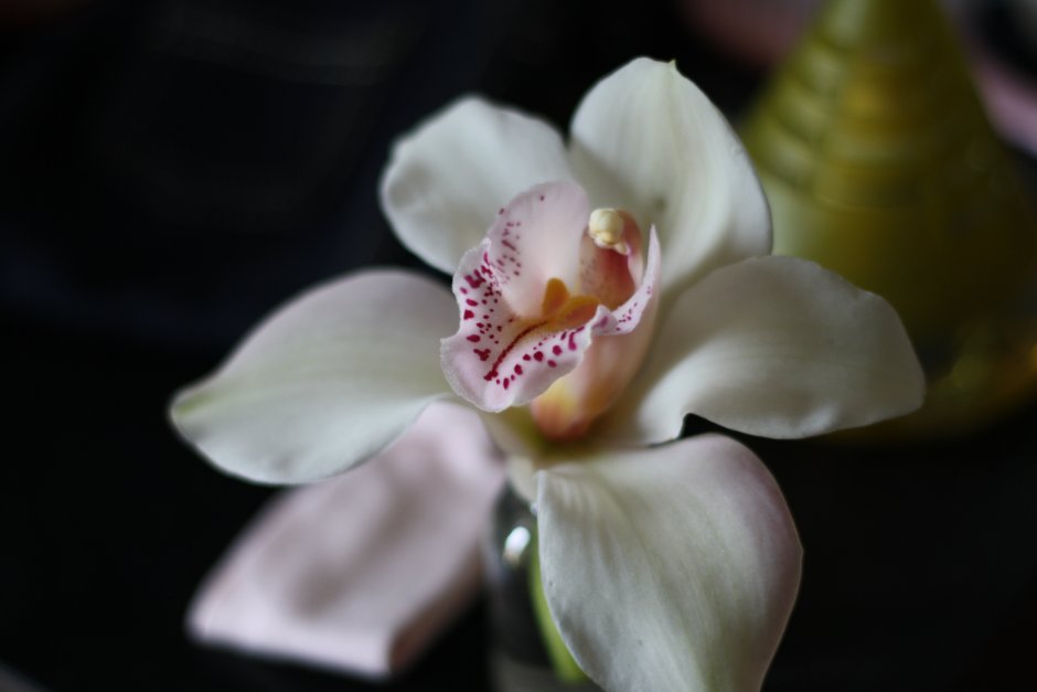Образ орхидеи