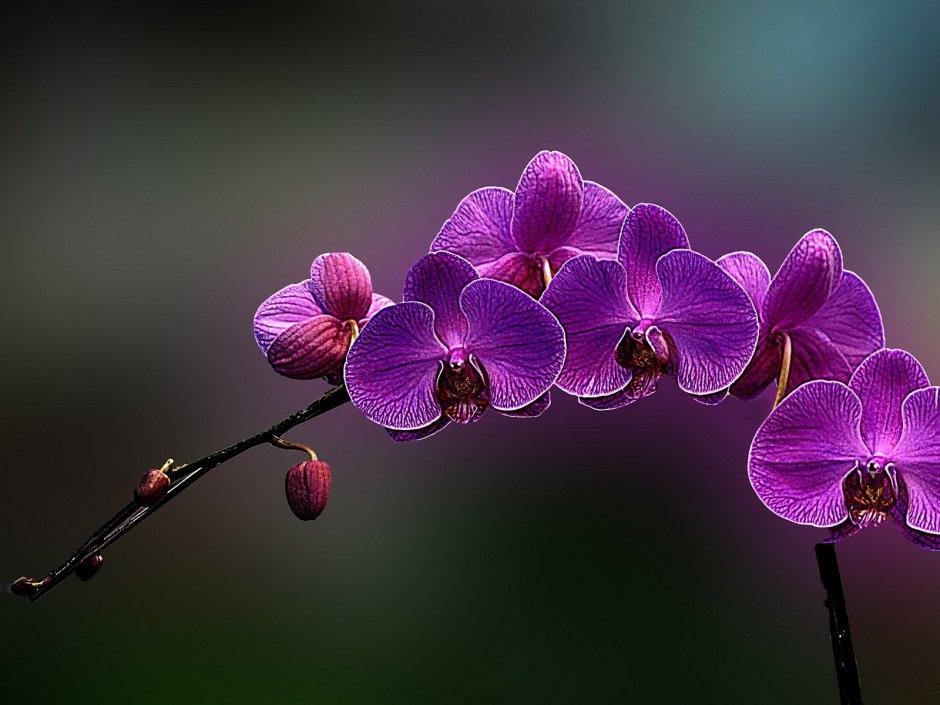 Орхидея Malva