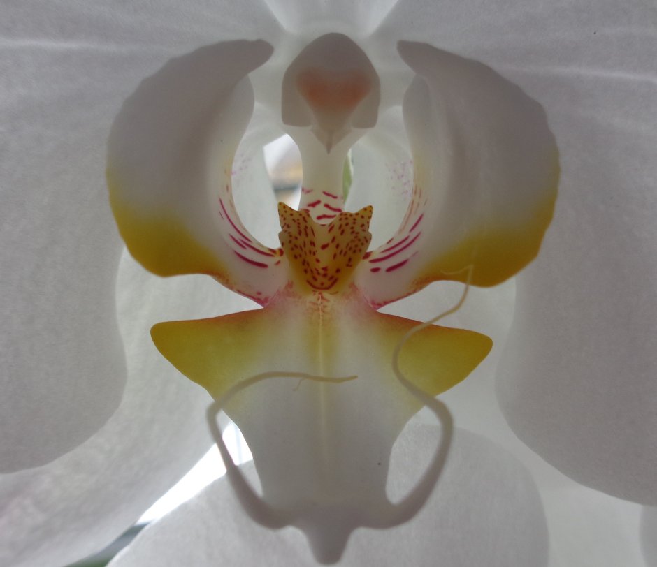 Орхидея Red year