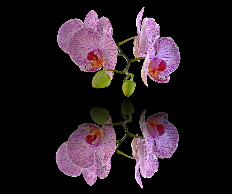Орхидея моушн