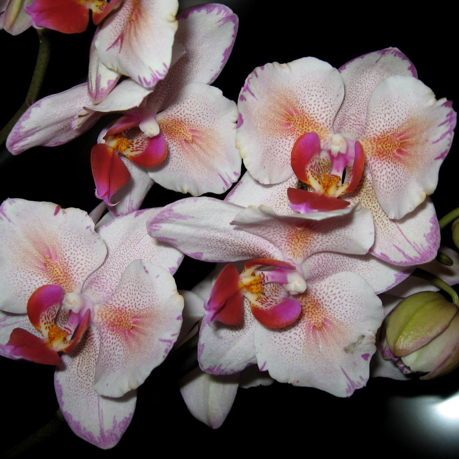 Орхидеи для Яны