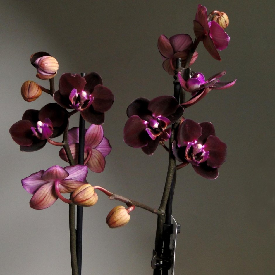 Орхидея большая