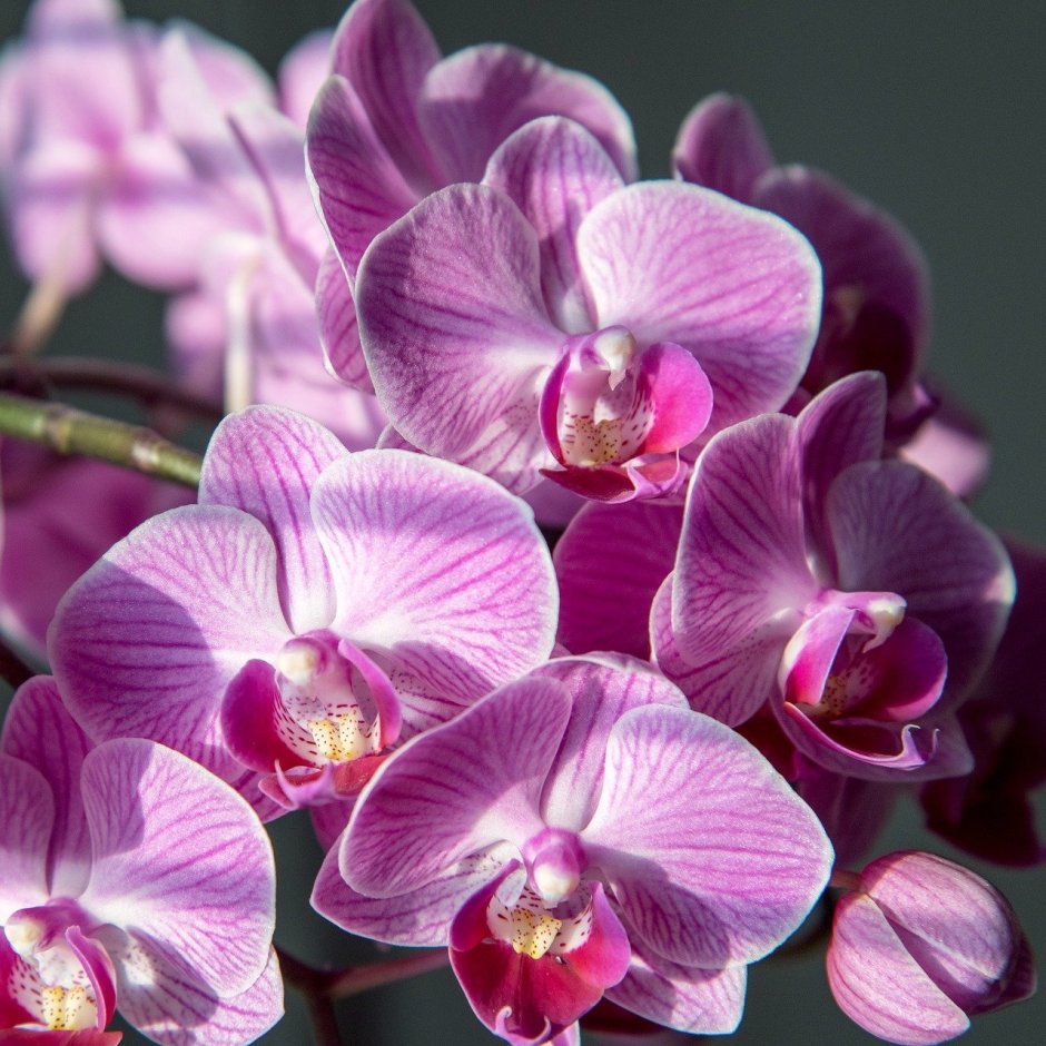 Орхидея фаленопсис расцветки