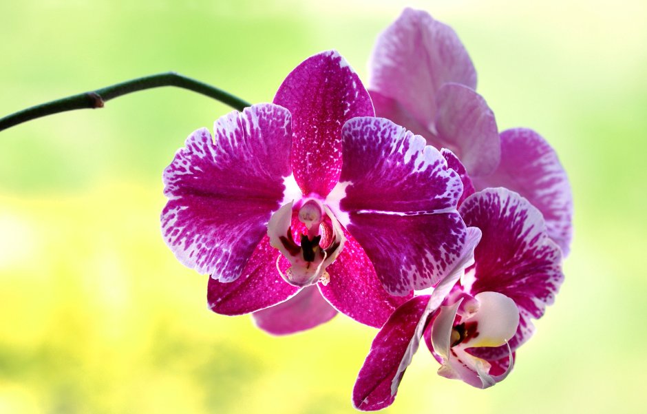 Картина "розовые орхидеи"
