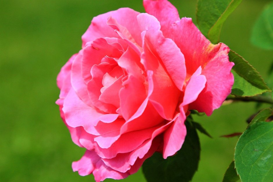 Майский цвет розы