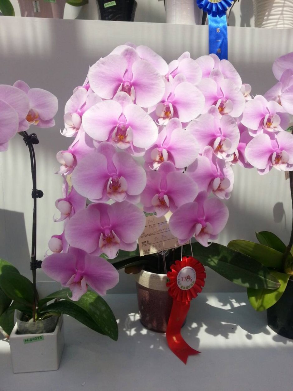 Мики дансер орхидея