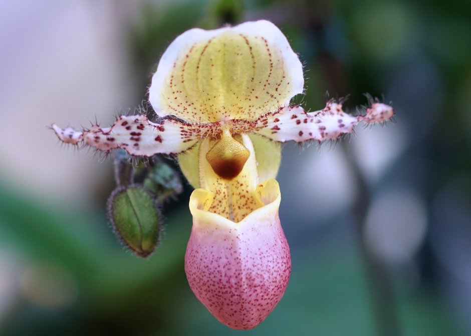 Башмачок Ротшильда Орхидея