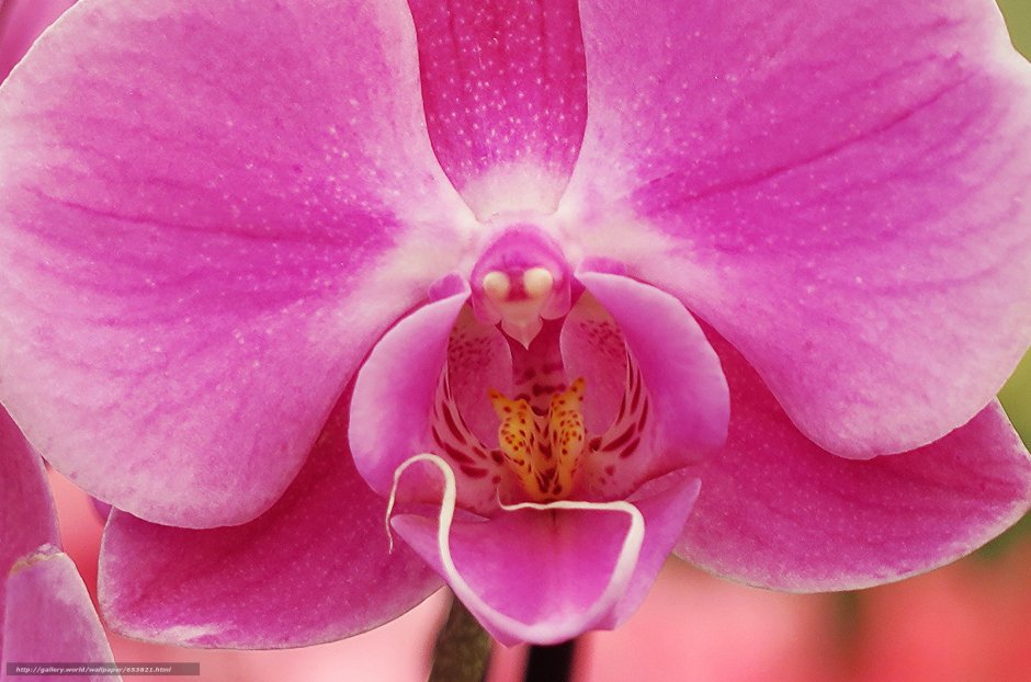 Умеренный цвет орхидеи