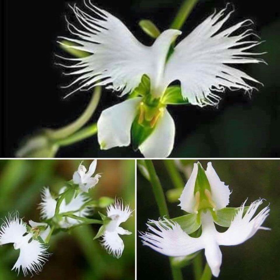 Орхидея «большая белая цапля» (Habenaria Radiata)