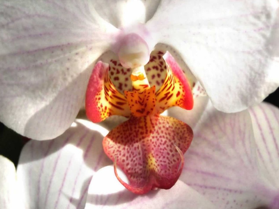 Орхидея стрела Купидона