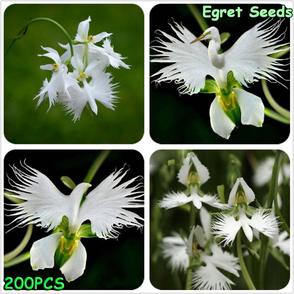 Цветок Святого духа Орхидея