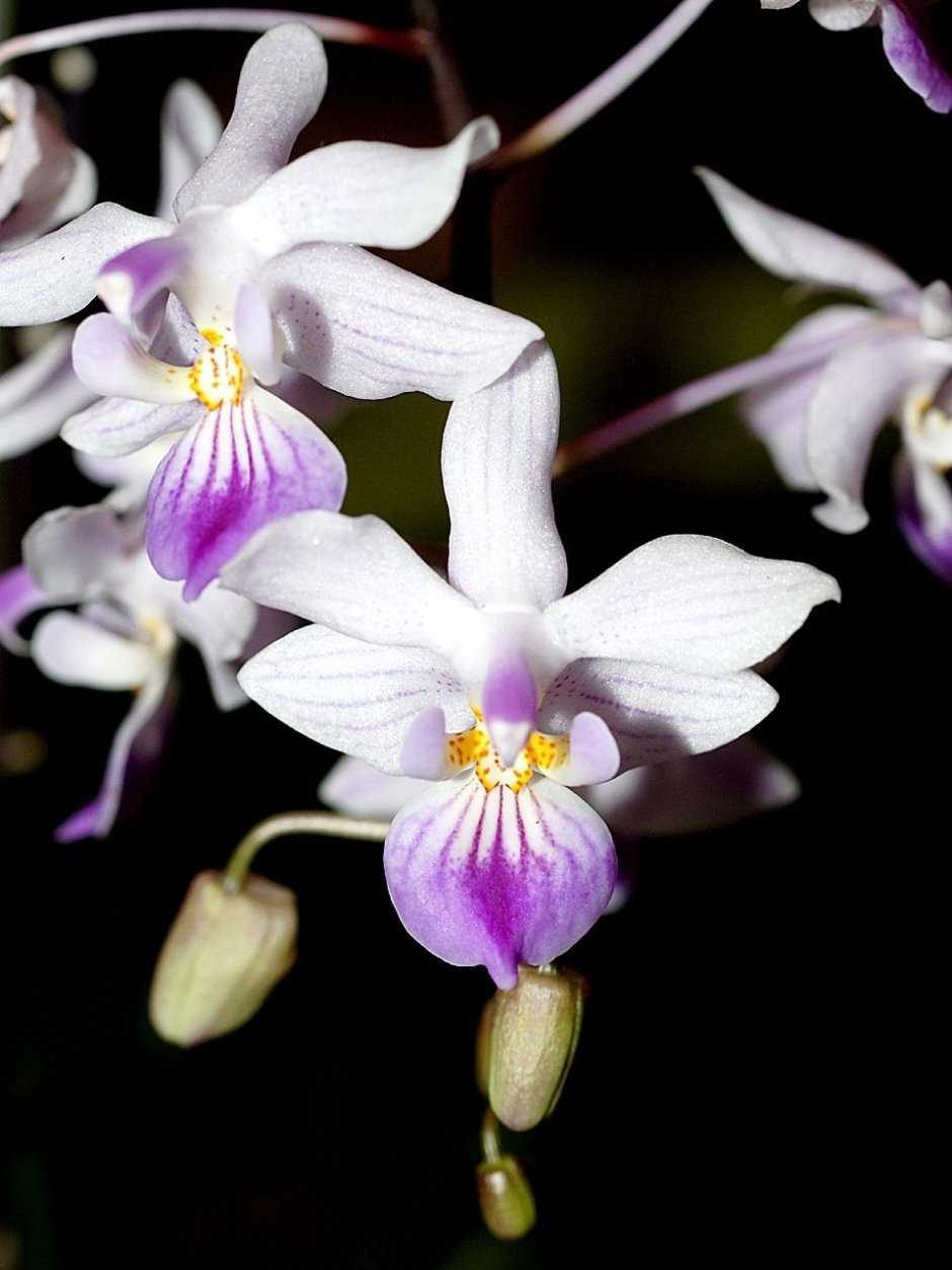 Cattleyopsis lindenii Орхидея