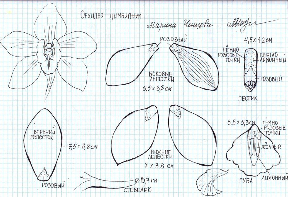 Выкройка орхидеи фаленопсис