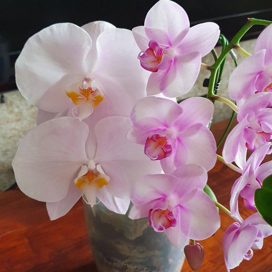 Орхидея бернадетт