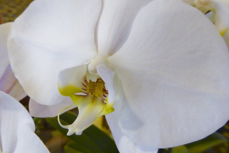 Орхидея фаленопсис Dame Blanche