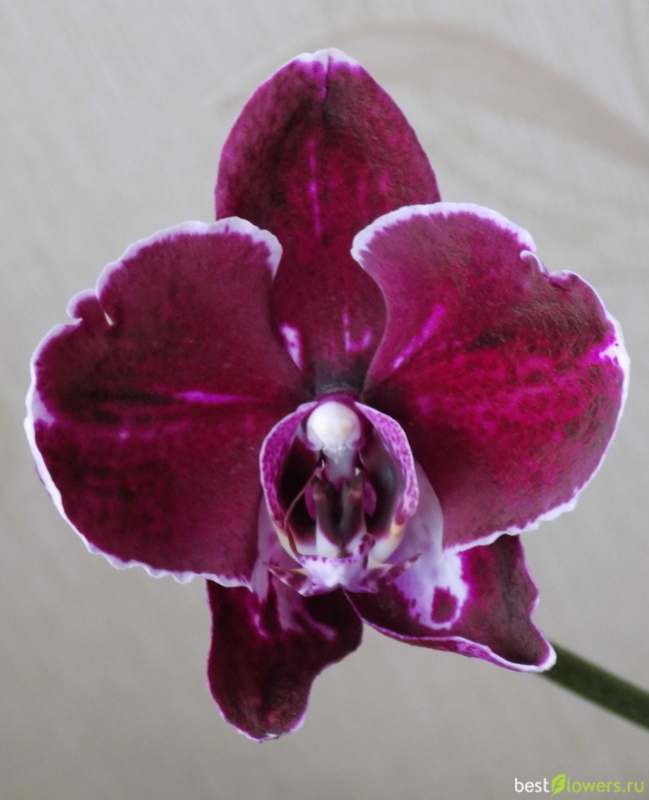 Орхидея фаленопсис Bernadette