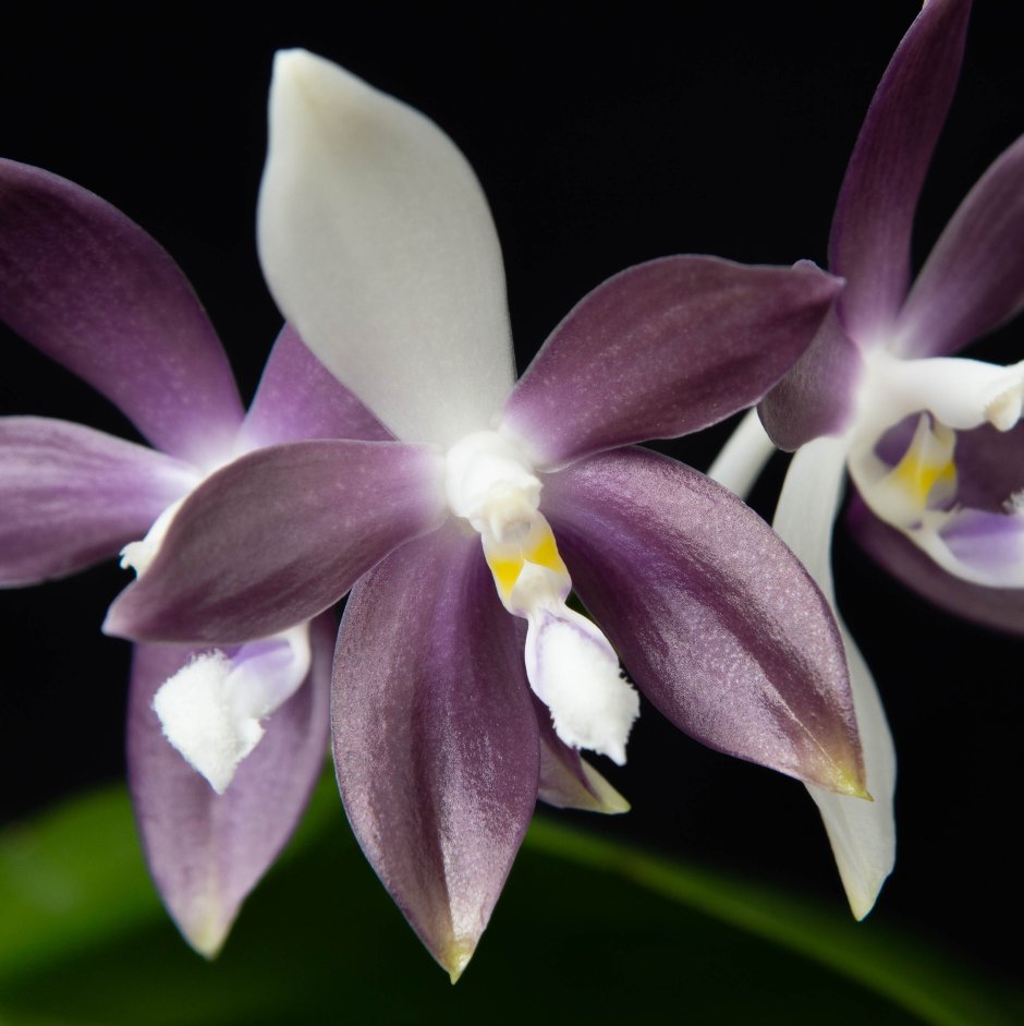 Тетраспис Альба Орхидея