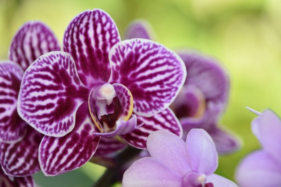 Амазонская Орхидея