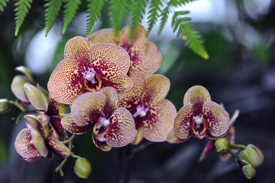 Размеры орхидей