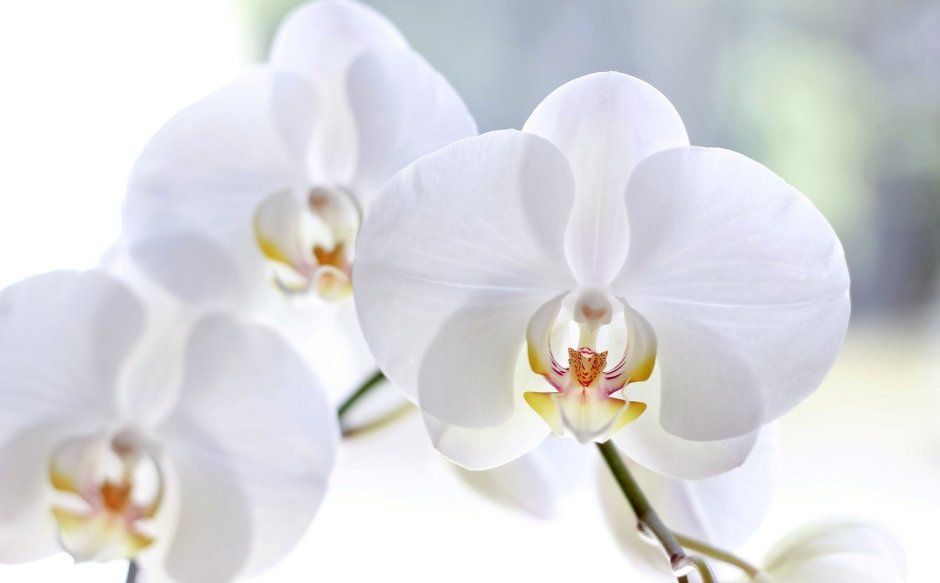 Орхидея Лелия