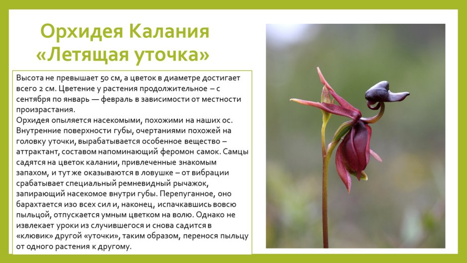Орхидея Пурпл Рейн
