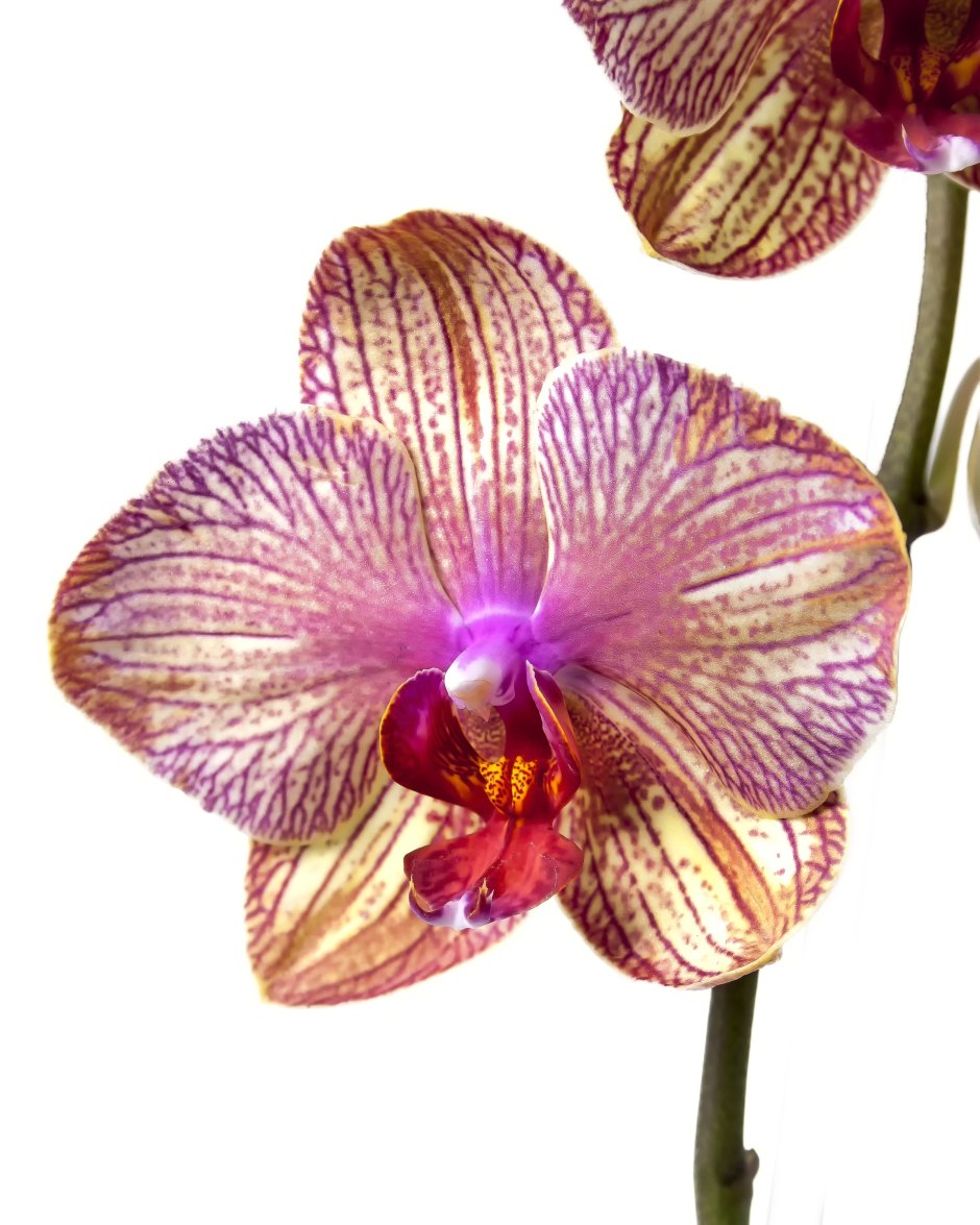 Орхидея фаленопсис белый 1 ветка