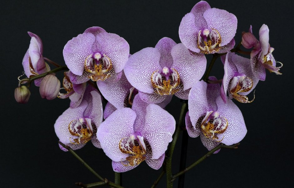 Орхидея на белом фоне высокое разрешение