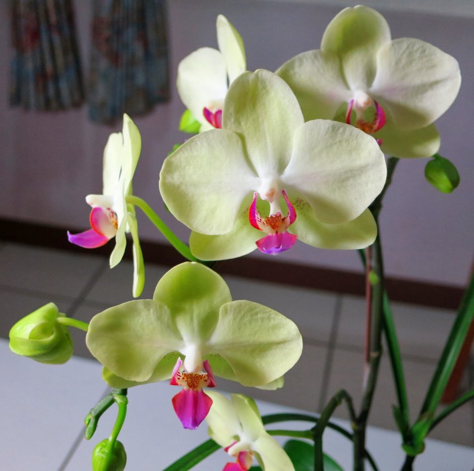Орхидея дхарма