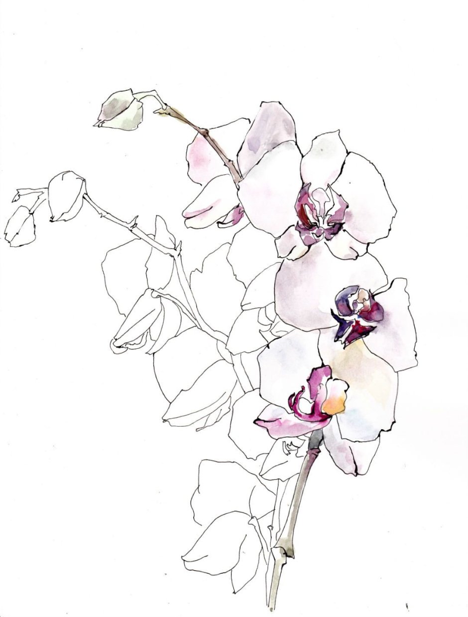 Орхидея в графике