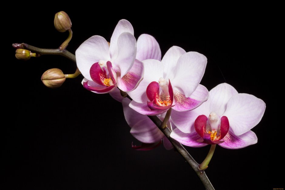 Ветка орхидеи фаленопсис
