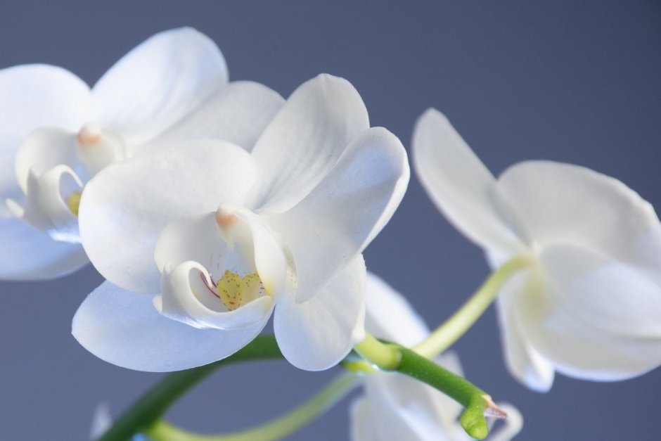Орхидея Галифакс