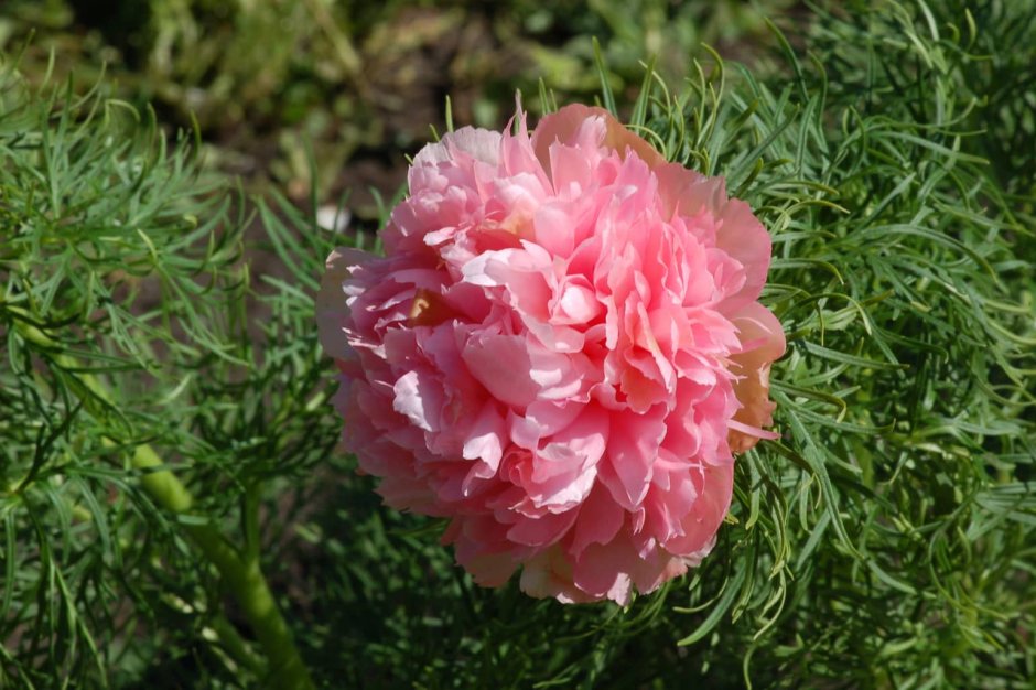 Пион tenuifolia rosea