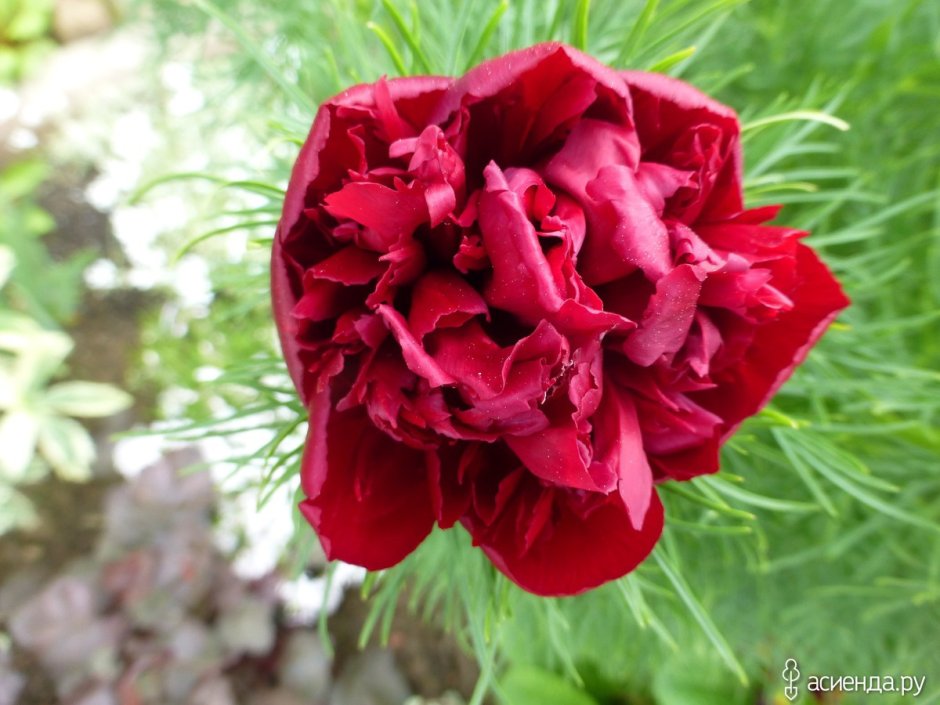 Пион tenuifolia rosea