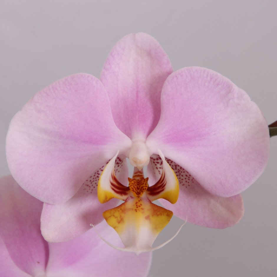 Орхидея неон Мейджик