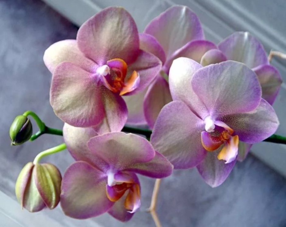 Орхидея мейджик неон