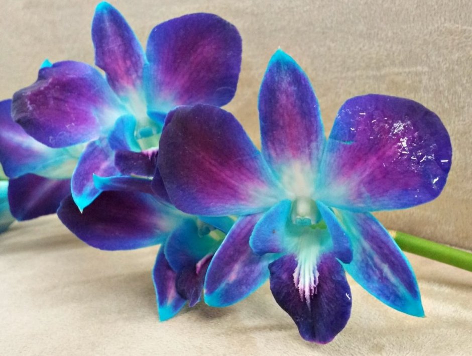 Орхидея Пафиопедилум sukhakulii