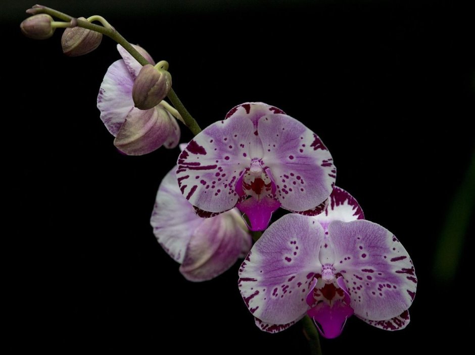 Орхидея фаленопсис маджик