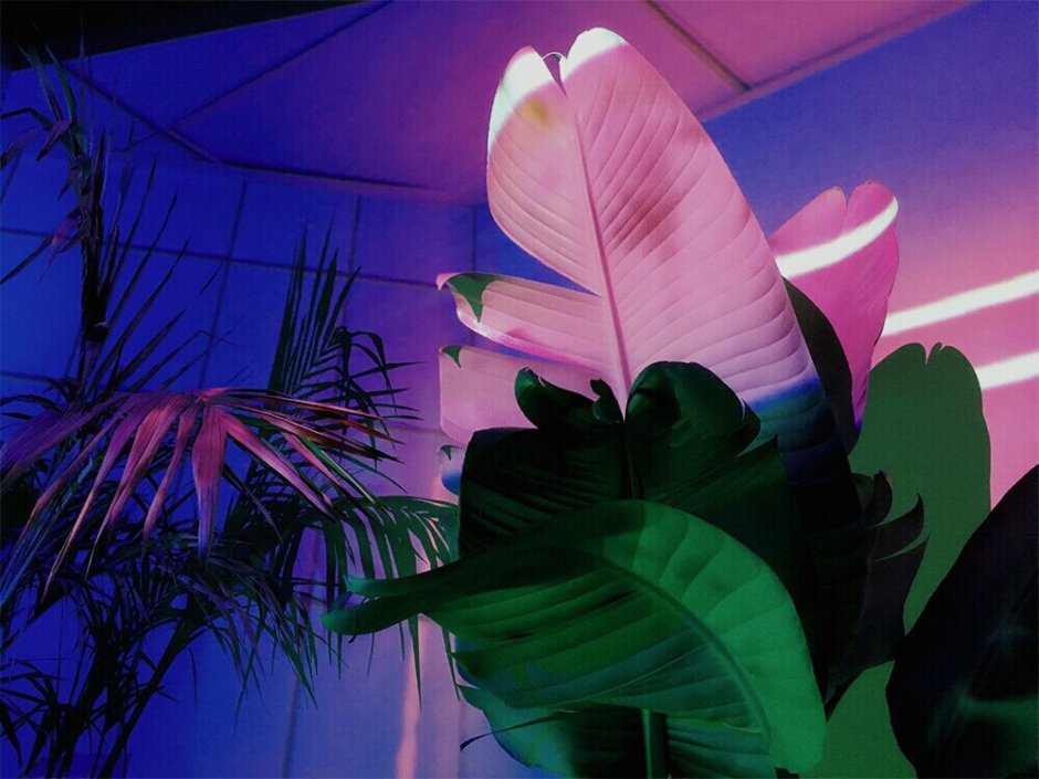 Синяя Орхидея цветок