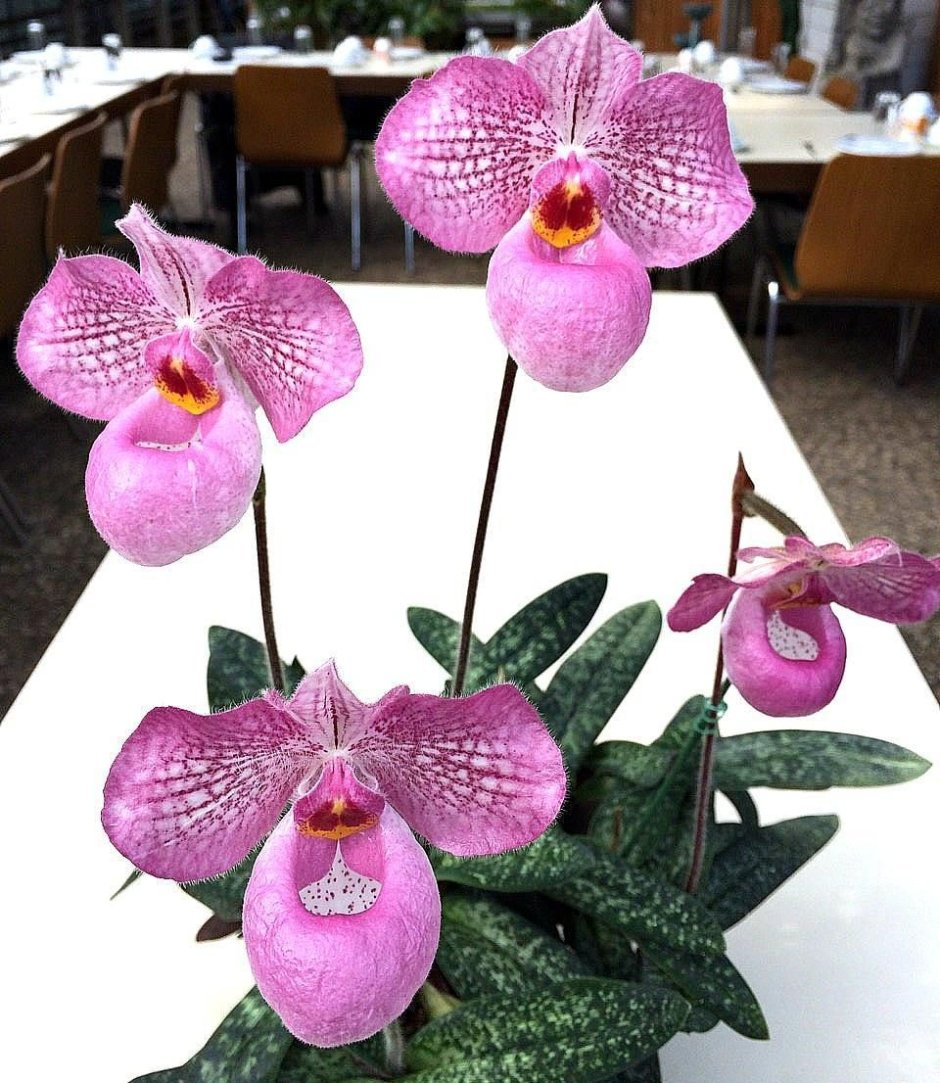 Орхидея aesthetic