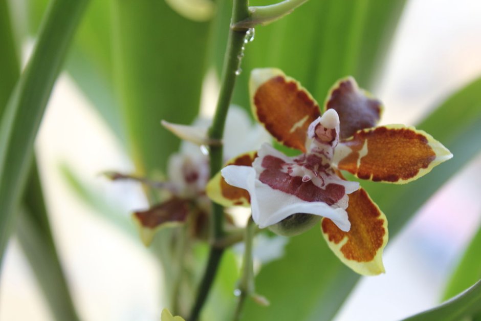 Одонтоцидиум (Odontocidium