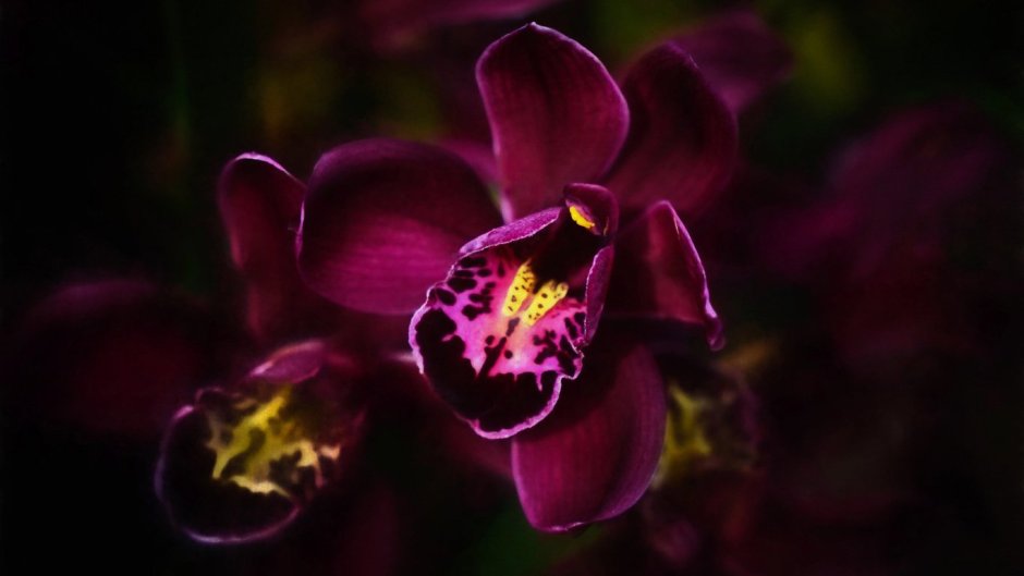 Колманара орхидея