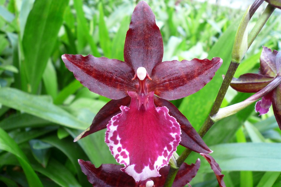 Bulbophyllum bicolor