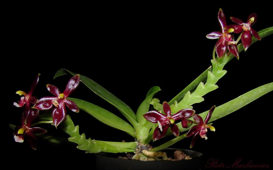 Bulbophyllum SP