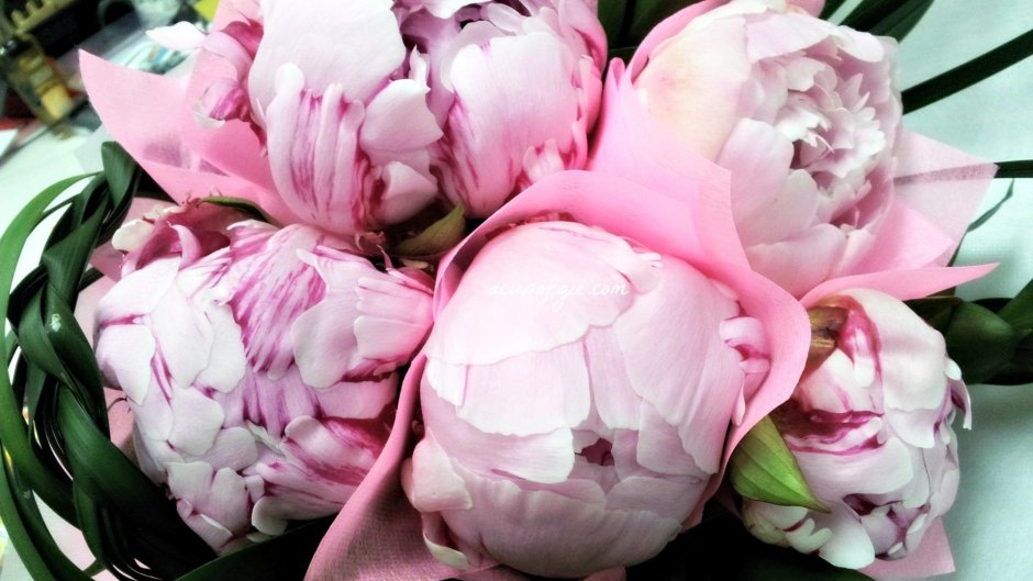 Пионы тюльпаны эстетичные
