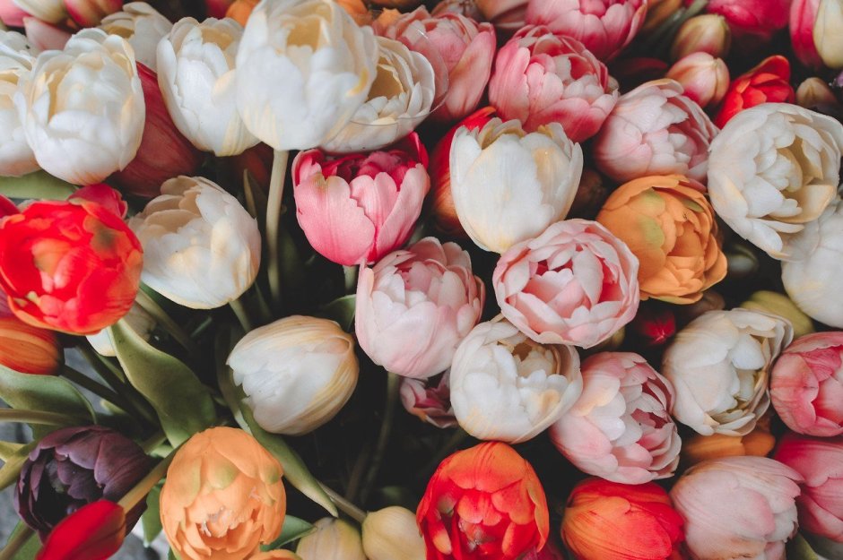 Пион Rose Tulip