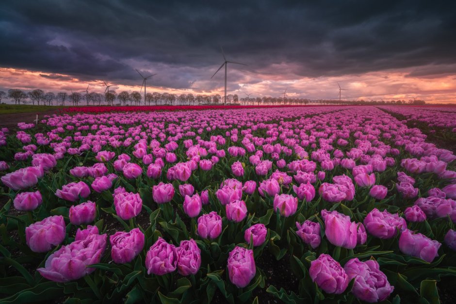 Голландия тюльпановые поля розовые