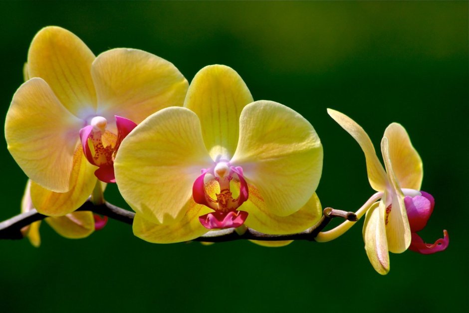 Орхидея Уайт Дрим