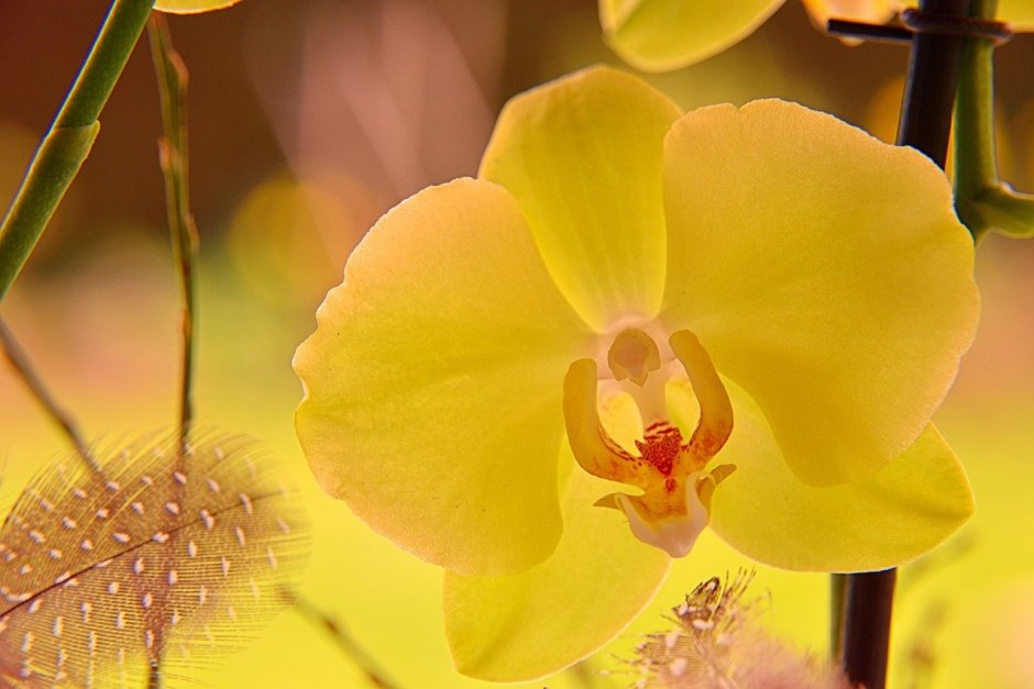 Орхидея желтая с красным языком