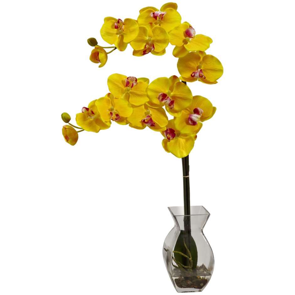 Орхидея желто фиолетовая на белом фоне